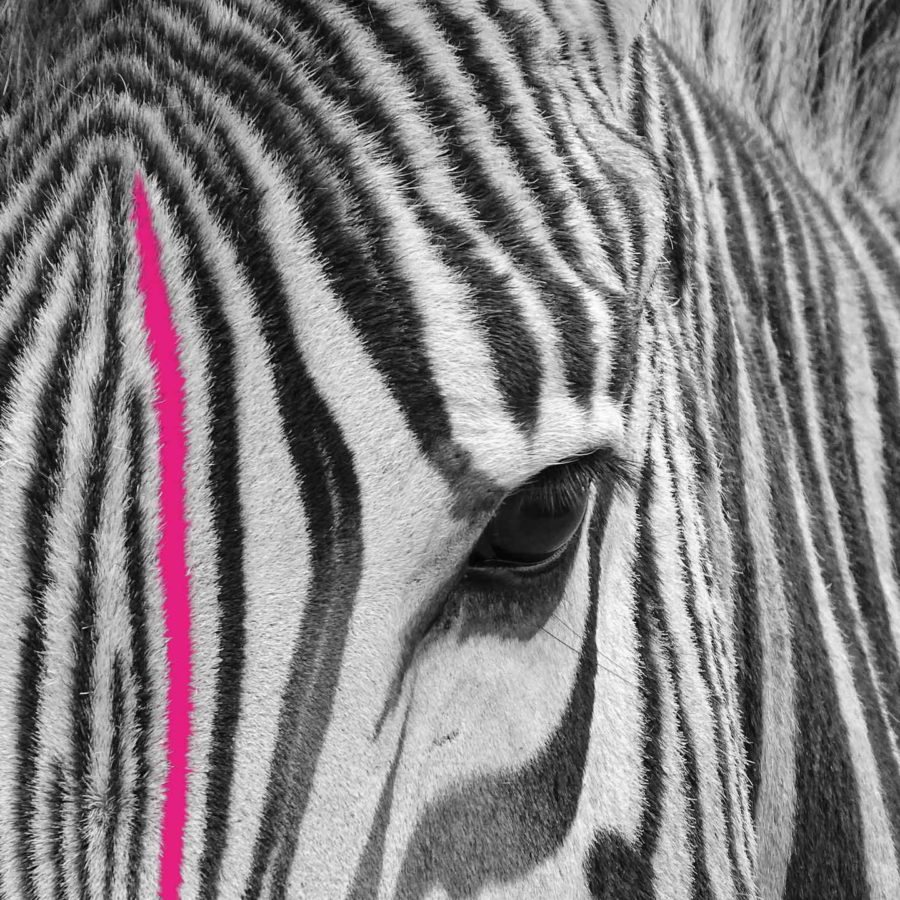 Grafik Design - nani vinken design