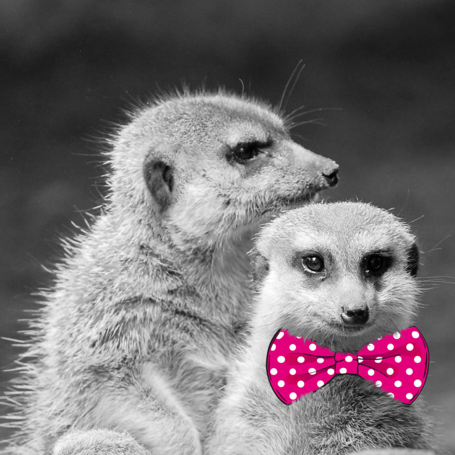 Online Marketing - nani vinken design